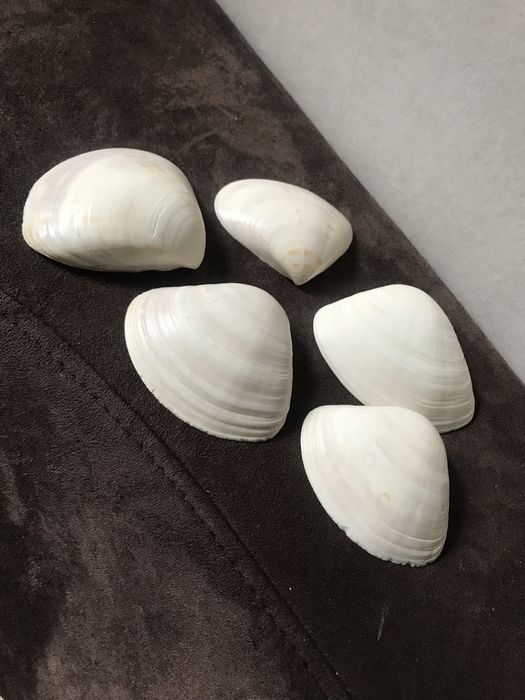 Ракушки для аквариума