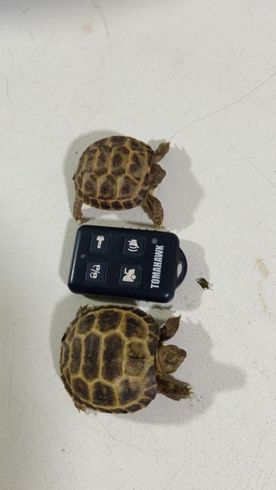 Сухопутная черепаха