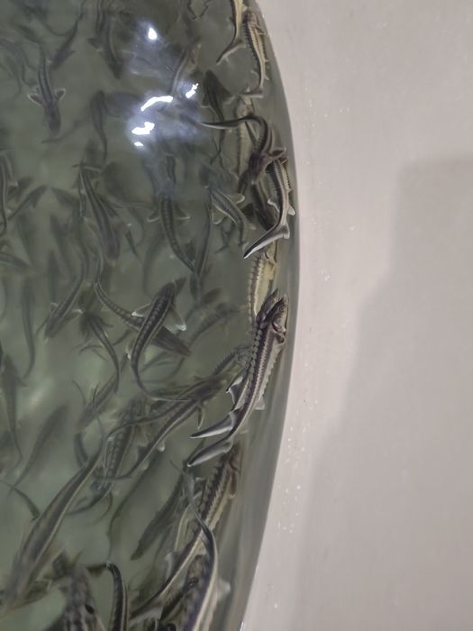 Продается малек осетра