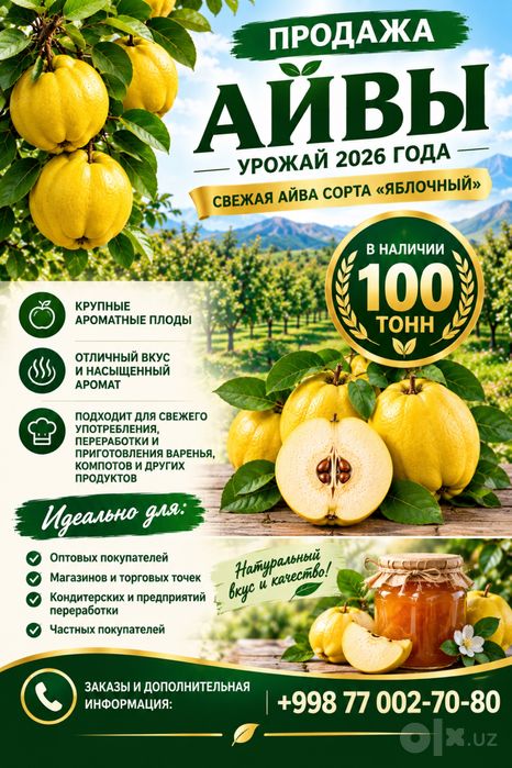Айва сорта Яблочная сочная оптовым покупателям