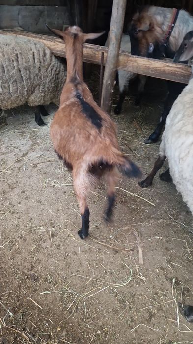 Vând oi Suffolk și capre alpine