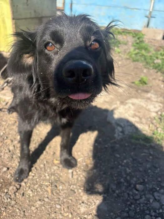 Срочно отдаю в добрые руки