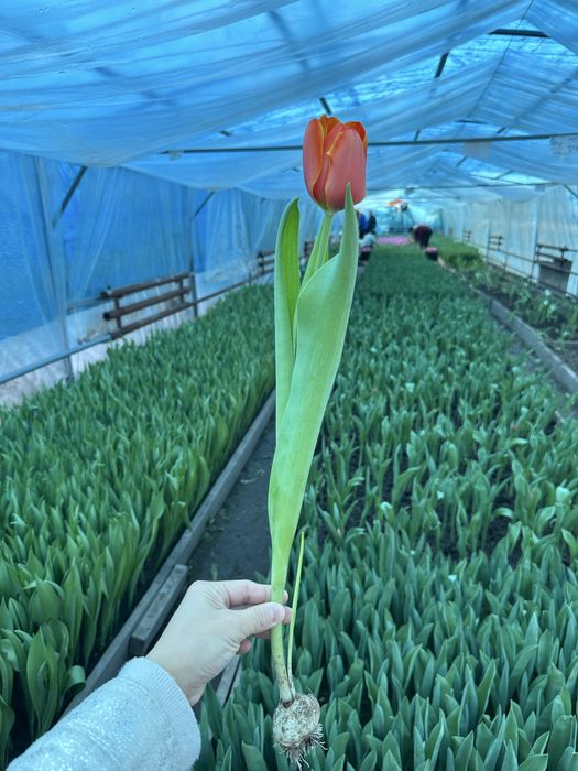 Тюльпаны экстра класса оптом