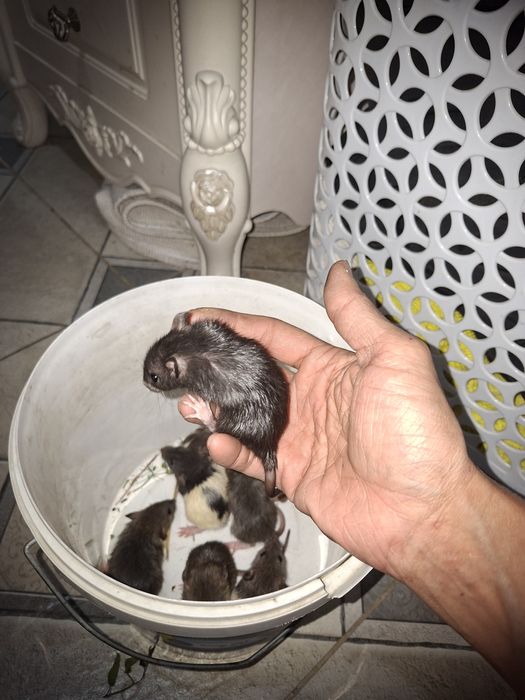 Крысы отдам в хорошие руки