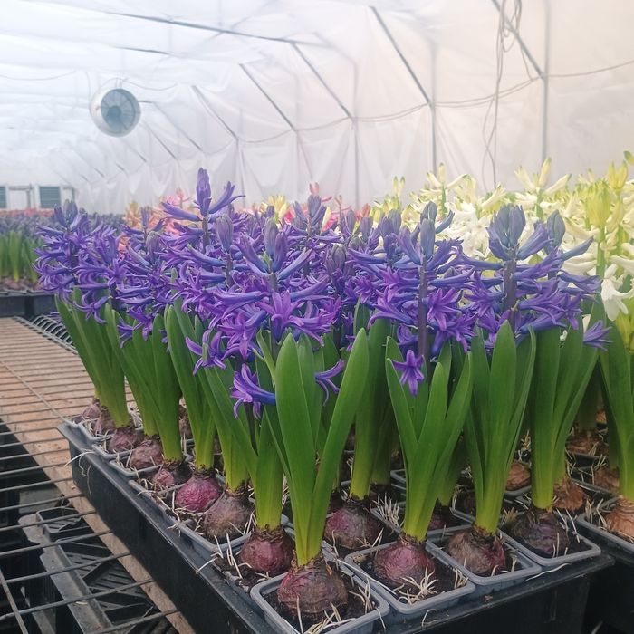 Zambile la ghiveci i