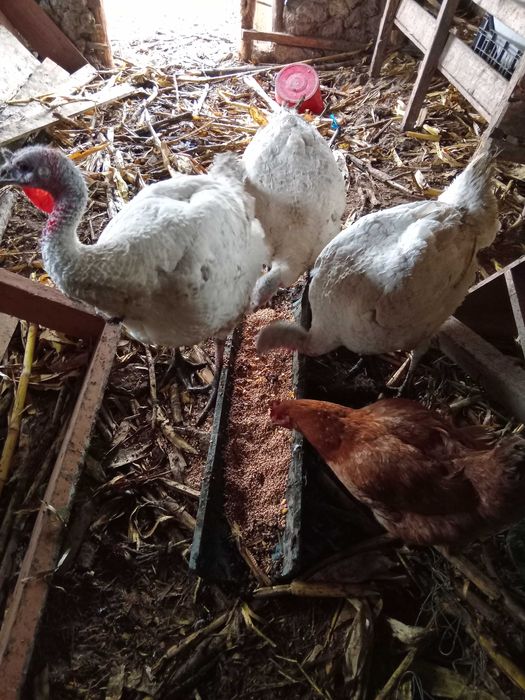 Curci pt carne crescute BIO