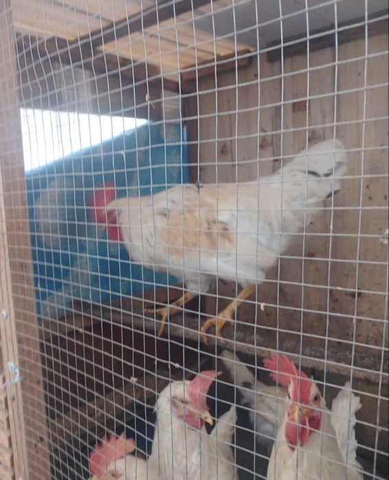 Xoʻroz va tovuq sotiladi