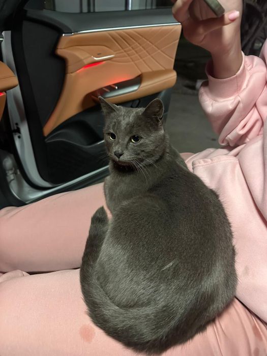 Русский голубой кот