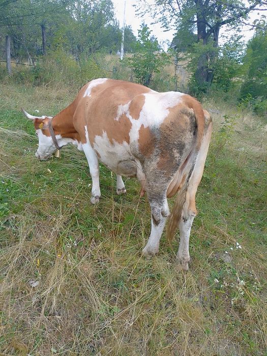 Vând vaca de 7 ani