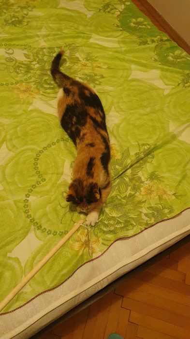 Приемен / постоянен Дом за трицветна принцеса