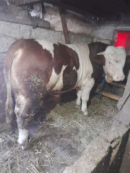 Taur bălțat de vînzare