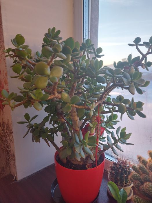 Комнатные растения