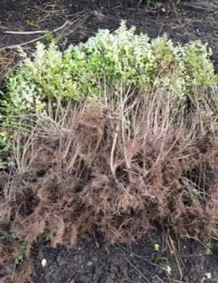 Ovalifolium Ligustrum Vulgare 1m+ 50cm 30cm