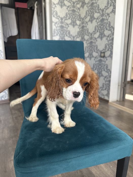 Продаются Щенки Кавалер Кинг Чарльз Спаниель