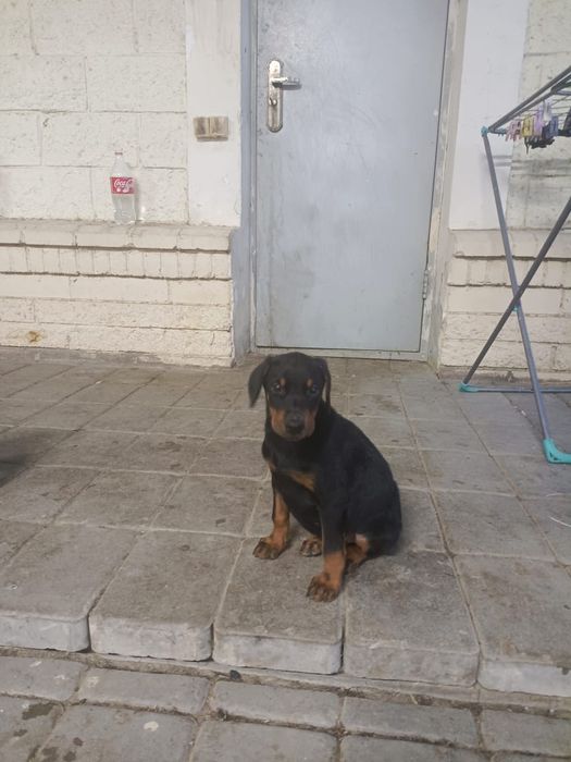 Продам щенка доберман девочка