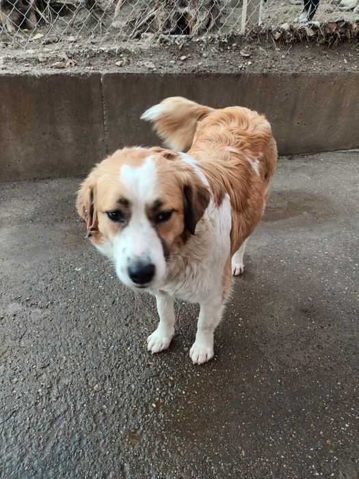 Подарява се кученце