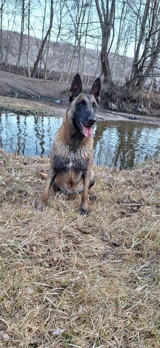 Femela Ciobanesc belgian malinois
