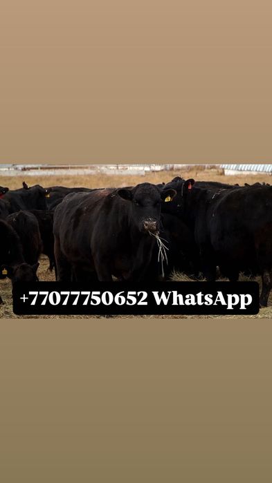 Qoramol (buqa va sigirlar) sotiladi