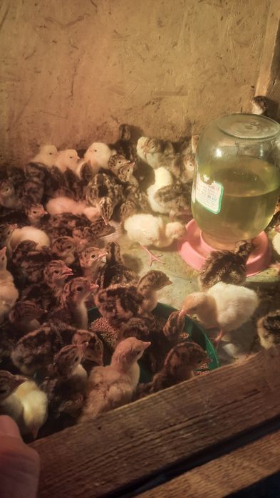 Индюк  Үндік  күрке тауық