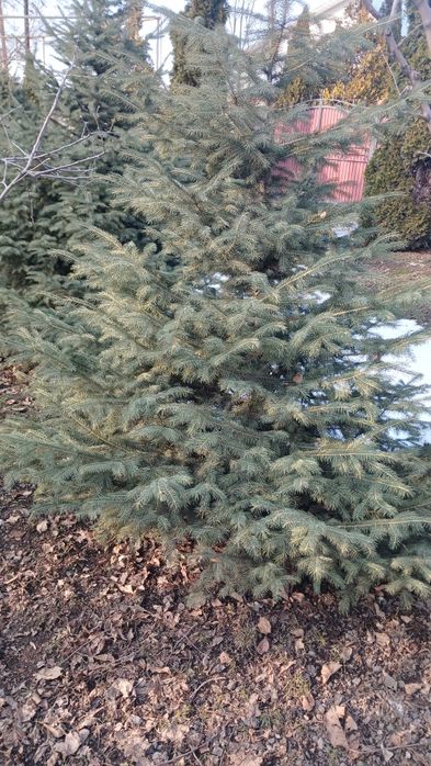 Продам ели Тань-Шаньские