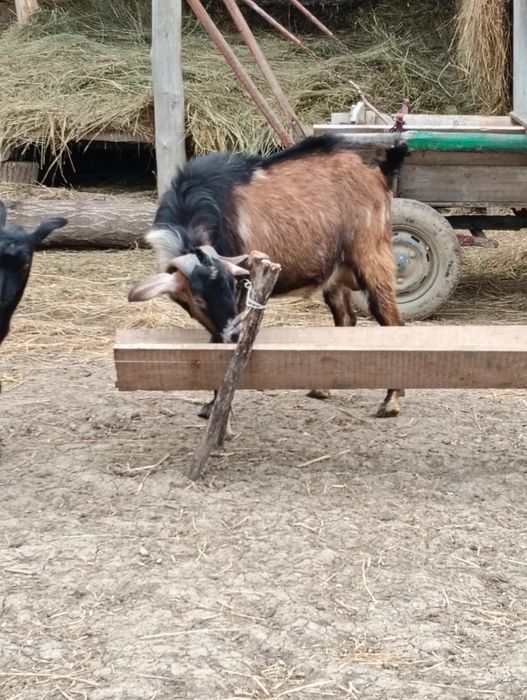 Vând țap anglonubian .