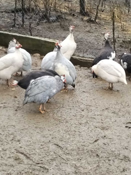 Bibilici de vânzare