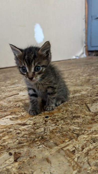 Отдам бесплатно котят