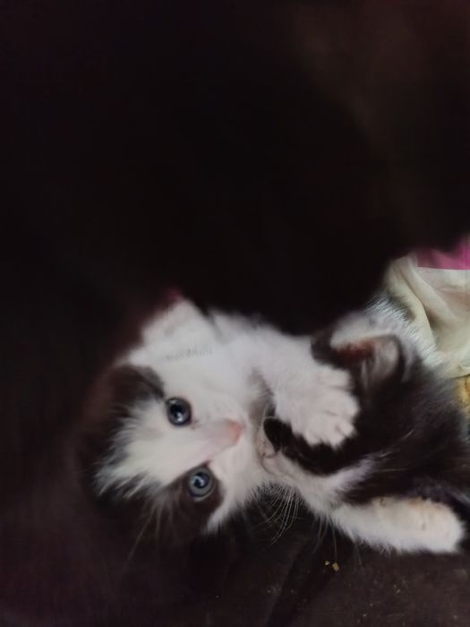 Отдам двух котят