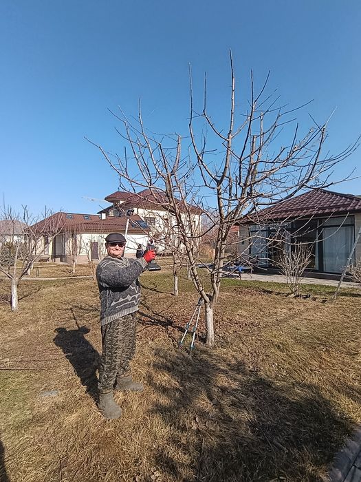 Обрезка плодовых деревьев