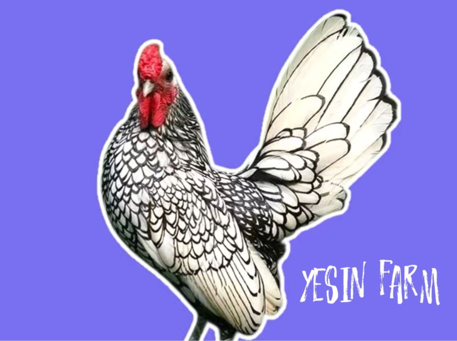 Породные куры инкубационные яйца под заказ ограниченная партия