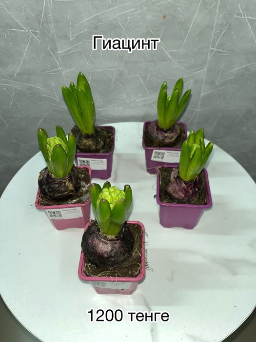 Комнатные растения