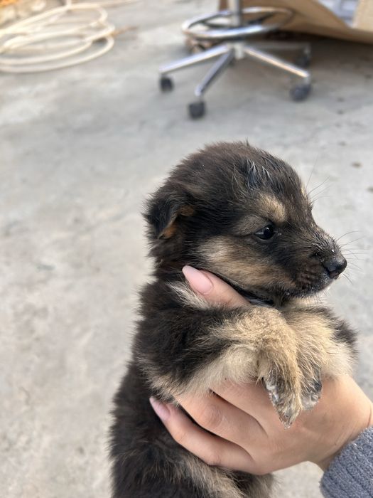 Отдам щенков в добрые руки