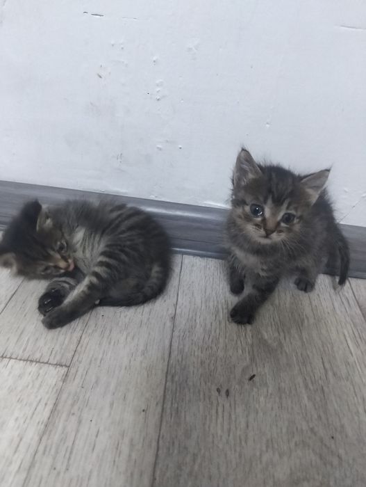 Отдам котят  в добрые руки