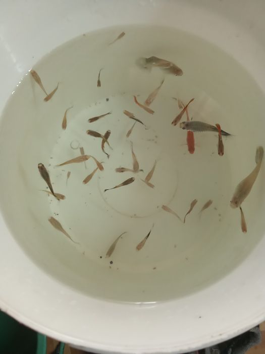 Продам рыбок гупи