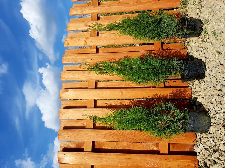 Leylandii / Tuia Smaragd / Laur Englezesc / Photinia Red Robin