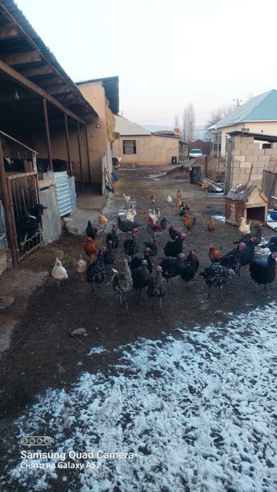 Тауықтар үйдікі үндіктер