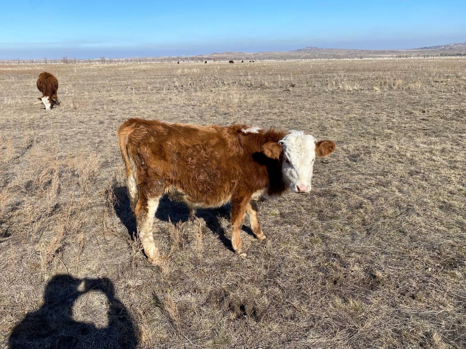 Продам телят бычки.