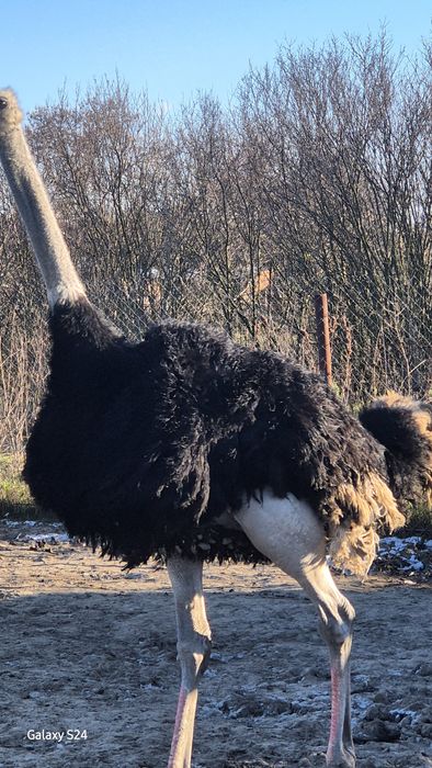 Strut mascul pentru reproducere 4 ani