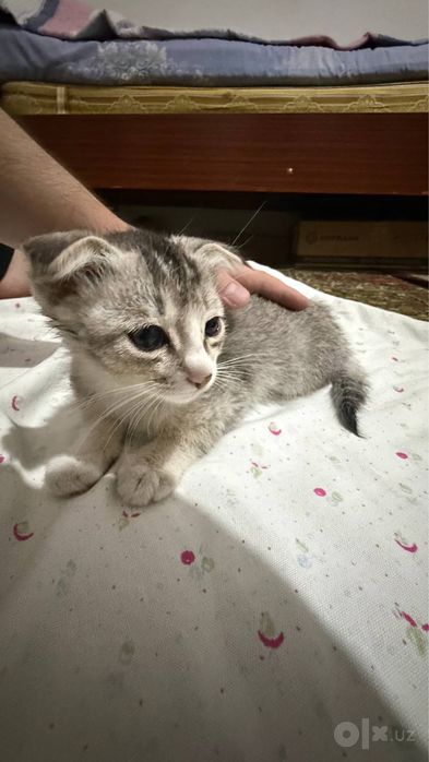 Котята в добрые руки, два мальчика