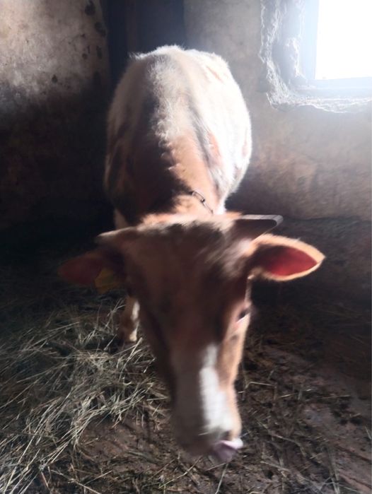 Продам быка, находятся в Рудном