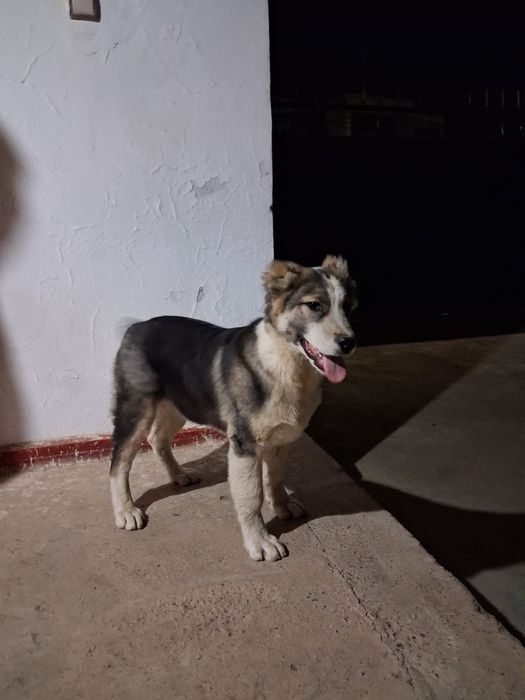 Кушык сатылады, 4-5 айлык