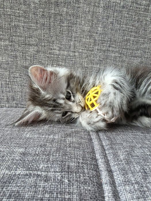 Котята. Мейн кун. Крупные