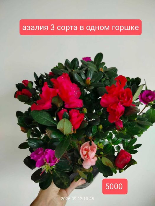 продам комнатные растения