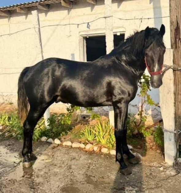 Ot toy sotiladi qoni zoti tayin