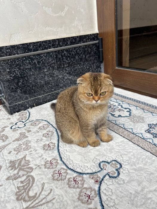 Залатой шиншилла боллари сотилпди.