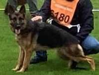 Vand catel Ciobanesc german