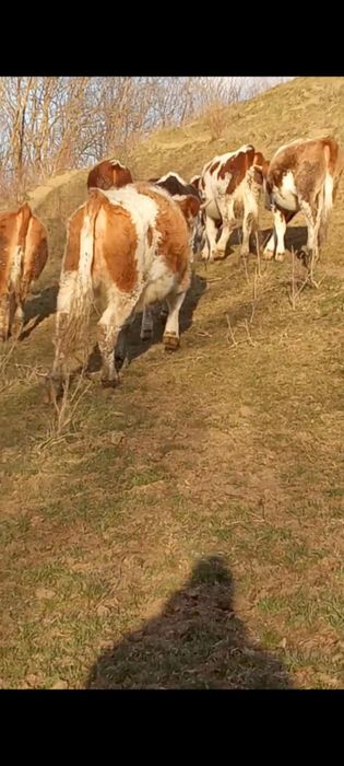 Vând 10 juninci între un an jumate și doi ani