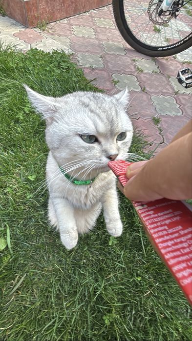Британский Серебристый шиншилла