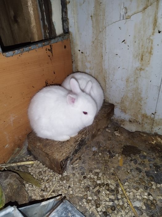 Кролики декоративные