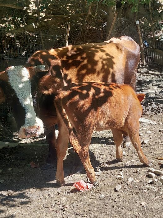 Vând vaca cu lapte